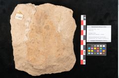 Foto (Objekt + Etikett) von Quercus sp. (NHMW-GEO-2024-0188-11459)